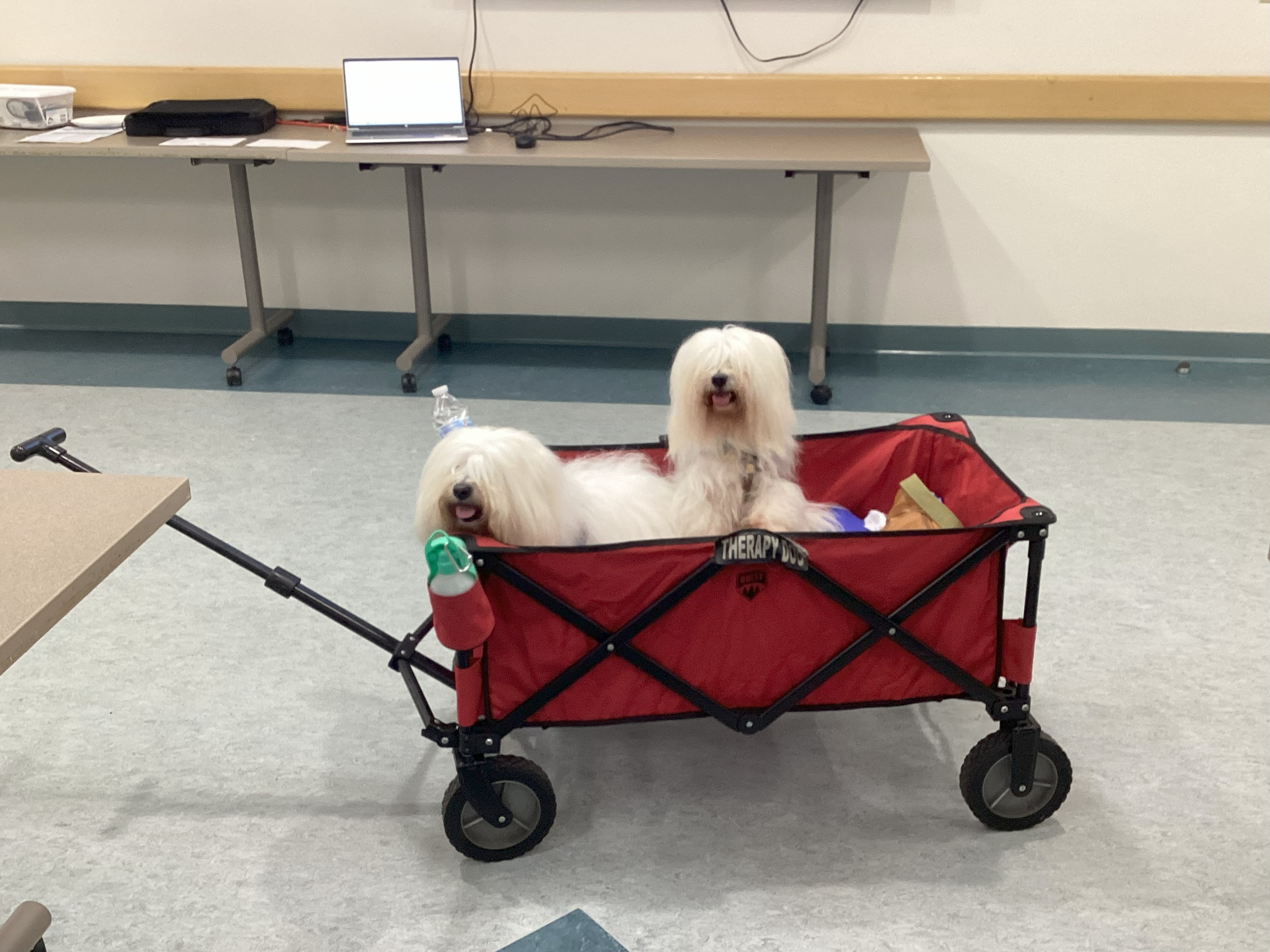 two dogs in a wagon